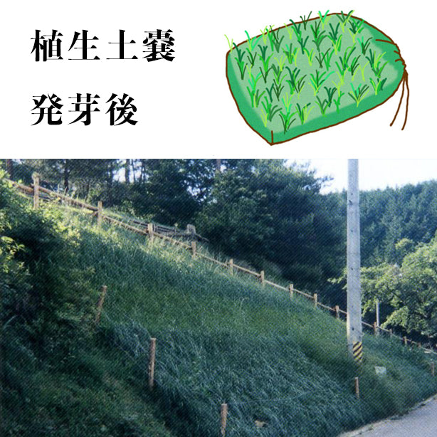 植生土嚢(200枚入)・発芽後の状況